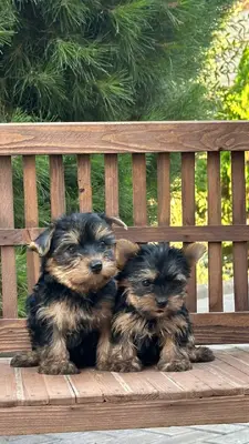 آگهی فروش نژاد یورکشایر تریر