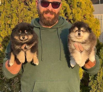 آگهی فروش نژاد پامسکی