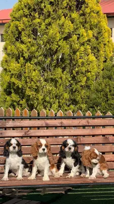 آگهی فروش نژاد کاوالیر کینگ چارلز اسپانیل