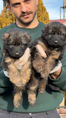 آگهی فروش نژاد ژرمن شپرد