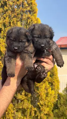 آگهی فروش نژاد ژرمن شپرد