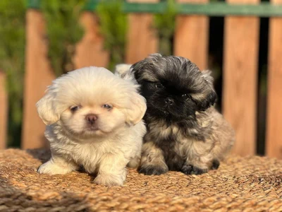 آگهی فروش نژاد پکینیز