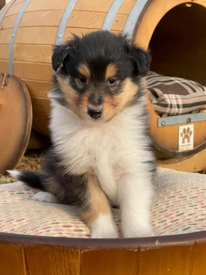 آگهی فروش نژاد راف کولی