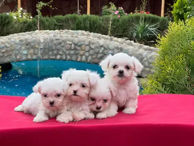 آگهی فروش نژاد مالتیز