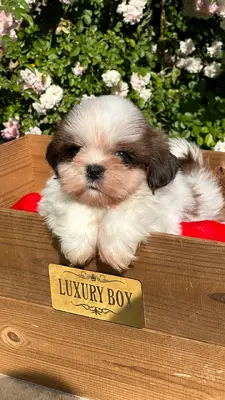 آگهی فروش نژاد شیتزو