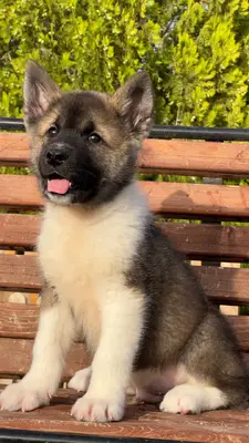 آگهی فروش نژاد آکیتا