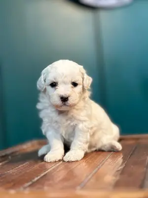 آگهی فروش نژاد بیشان فریزی