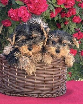 آگهی فروش نژاد یورکشایر تریر