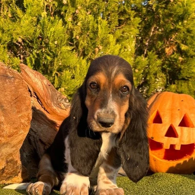 آگهی فروش نژاد باست هاند