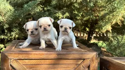 آگهی فروش نژاد پاگ