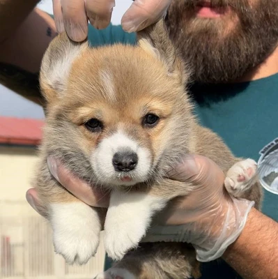 آگهی فروش نژاد پمبروک ولش کورگی