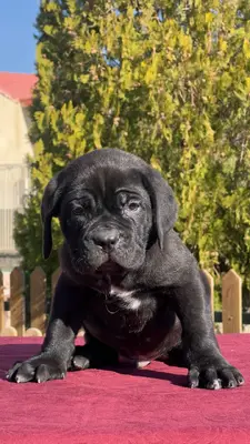 آگهی فروش نژاد کن کورسو