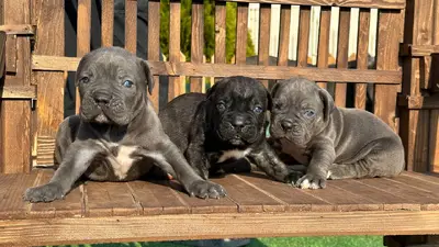 آگهی فروش نژاد کن کورسو