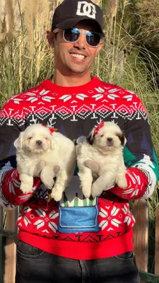 آگهی فروش نژاد شیتزو