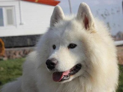 آگهی فروش نژاد سامویید