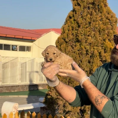 آگهی فروش نژاد پودل استاندارد