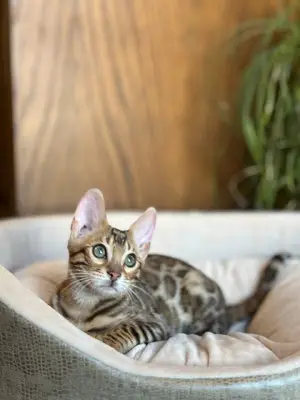 آگهی فروش نژاد بنگال