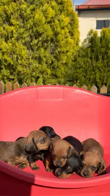 آگهی فروش نژاد داشهوند