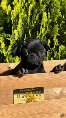 آگهی فروش نژاد پاگ