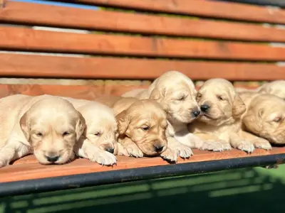 آگهی فروش نژاد گلدن رتریور