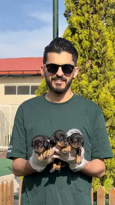 آگهی فروش نژاد داشهوند