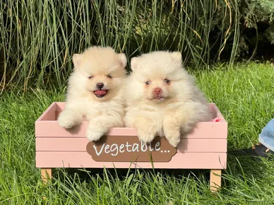 آگهی فروش نژاد پامرانین