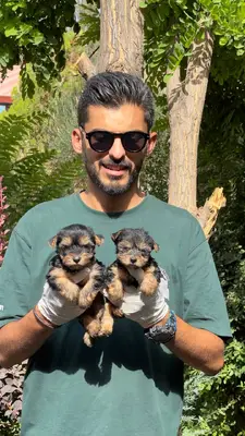 آگهی فروش نژاد یورکشایر تریر