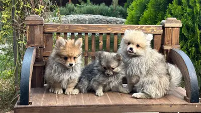 آگهی فروش نژاد اشپیتز آلمانی