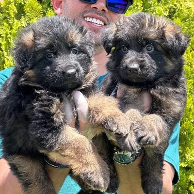 آگهی فروش نژاد ژرمن شپرد