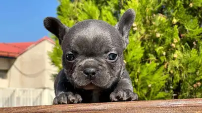 آگهی فروش نژاد فرنچ بولداگ