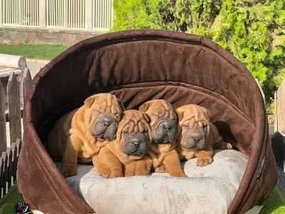 آگهی فروش نژاد چاینیز شارپی