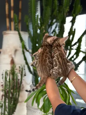 آگهی فروش نژاد بنگال