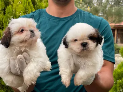 آگهی فروش نژاد شیتزو