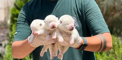 آگهی فروش نژاد آکیتا