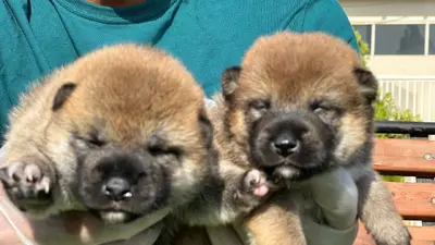 آگهی فروش نژاد شیبا اینو