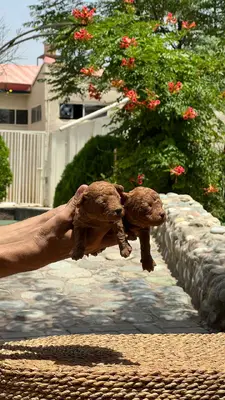 آگهی فروش نژاد پودل مینیاتوری