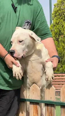 آگهی فروش نژاد داگو آرژانتینو