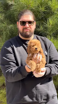 آگهی فروش نژاد پودل مینیاتوری