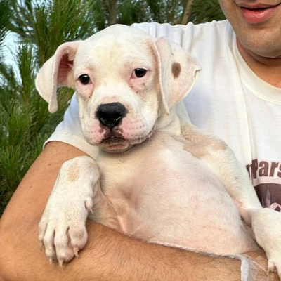 آگهی فروش نژاد باکسر