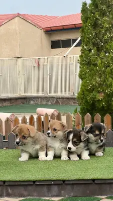 آگهی فروش نژاد پمبروک ولش کورگی