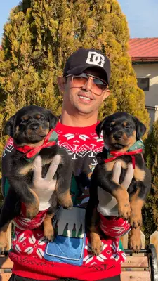 آگهی فروش نژاد روتوایلر