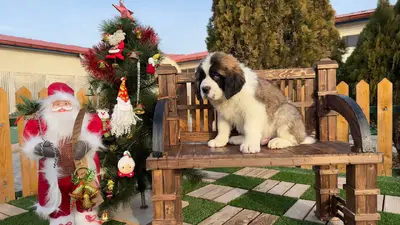 آگهی فروش نژاد سنت برنارد