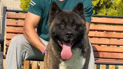 آگهی فروش نژاد آکیتا