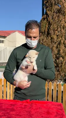 آگهی فروش نژاد شیبا اینو