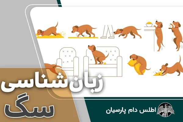 معنای حرکات و زبان بدن سگ ها