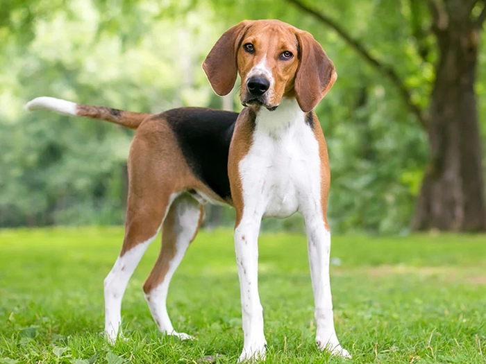 نژاد انگلیش فاکس هاند English Foxhound