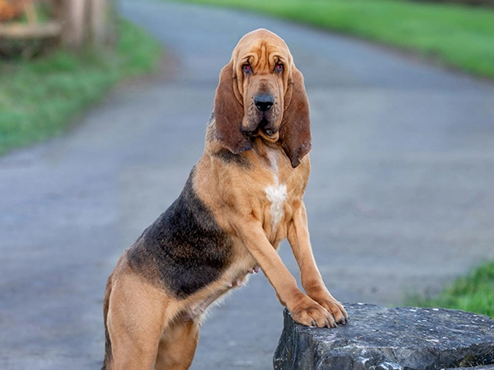 نژاد بلادهاند Bloodhound