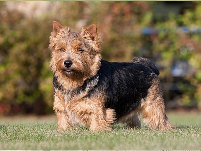نژاد نرویچ تریر Norwich Terrier