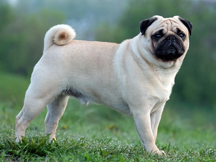 نژاد پاگ Pug