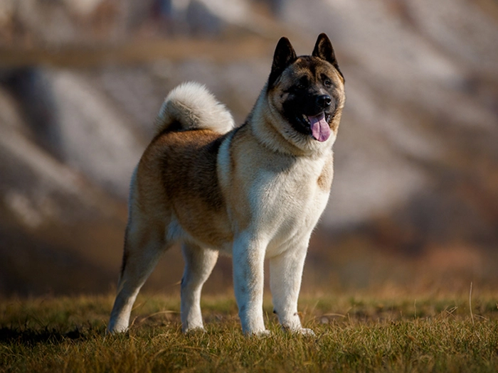 نژاد آکیتا Akita